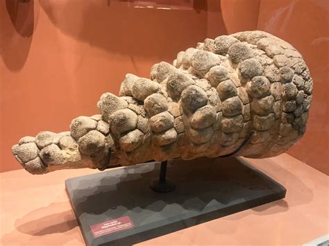 Glyptodon tail at the Argentine Museum of Natural Sciences, Buenos ...