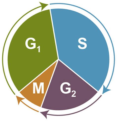 Overview of Cell Viability and Survival | Cell Signaling Technology