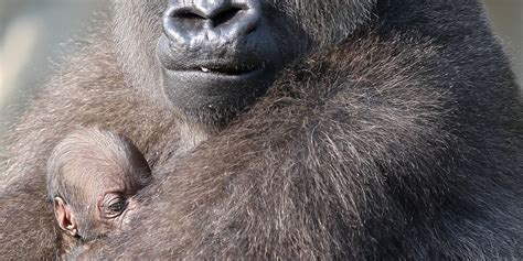 Zoo's newborn gorilla gets a name