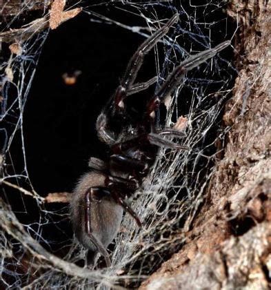 Black House Spider | Biodiversity of the Western Volcanic Plains