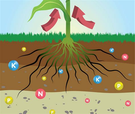 Understanding Plant Nutrition - GreenPlanet Nutrients USA