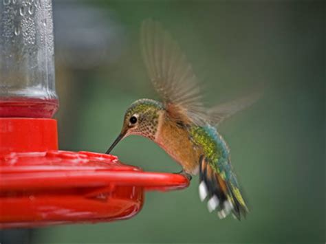 Tweet Southern Hummingbird Zip Download - coursesclever