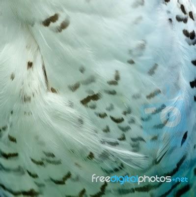 Snowy Owl Feathers Stock Photo - Royalty Free Image ID 100241671