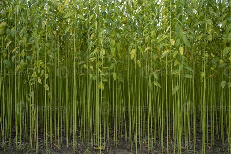 Green jute Plantation field. Raw Jute plant Texture background. This is ...