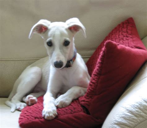 AKC whippet puppies for sale. Four males and one female. Born 4-1-14 ...