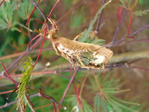 Puss Caterpillar – Identification | Walter Reeves: The Georgia Gardener