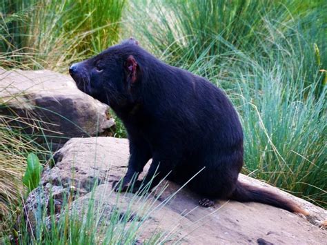 Tasmania: Tasmanian Devil Conservation Park – Travel2Unlimited