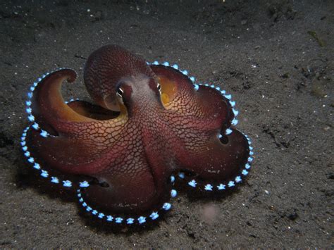 Picture of the Day: The Coconut Octopus «TwistedSifter