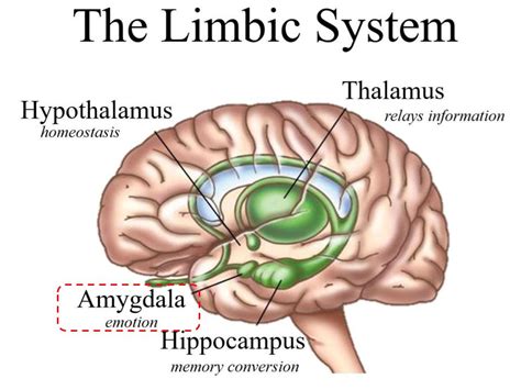 The Limbic System - Amygdala - THE REIGN OF THE BRAIN