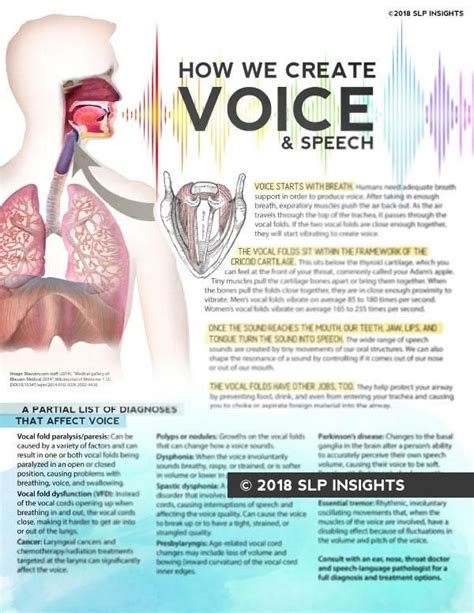 Handout: How We Create Voice and Speech in 2021 | Voice therapy, Speech language pathologists ...