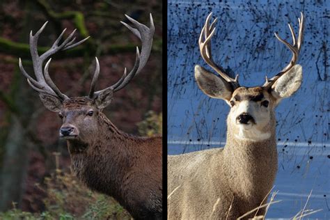 Elk vs Deer Comparison: Size, Habitat, Meat & Main Differences