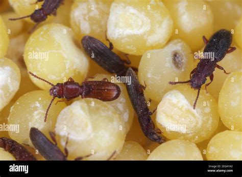 The sawtoothed grain beetles (Oryzaephilus surinamensis) and Rusty grain beetle (Cryptolestes ...