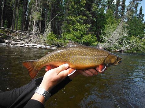 Pure Painted Perfection - Brook Trout - Algoma Country