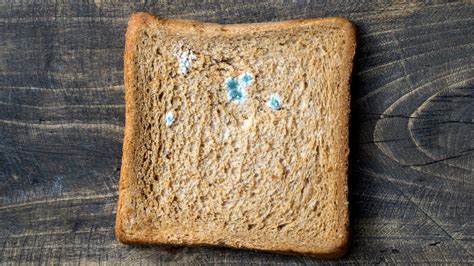 Can Mold Be White on Bread? - PostureInfoHub