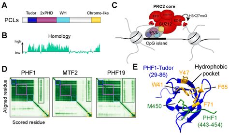 (A) General domain structure of the three PCLs. (B) Amino acid homology ...