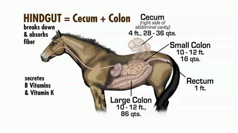 Nutrition Nuggets - The Equine Digestive System - YouTube