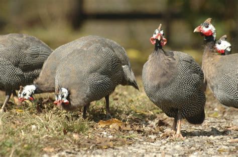 All About Guinea Fowl : Habitat, Food, Sounds, Breeding, Eggs