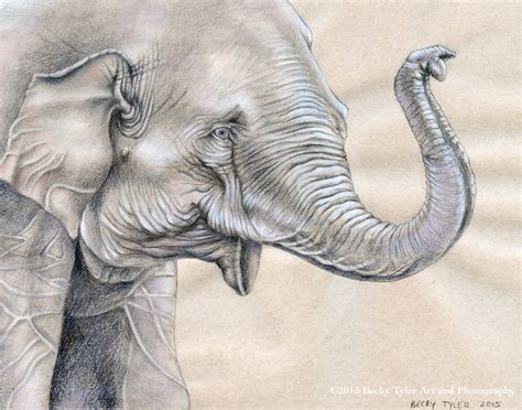 Asian Elephant Original Drawing