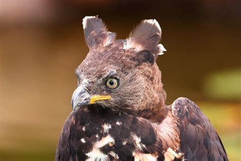 Crowned Eagle – Discover Africa’s Most Powerful Eagle