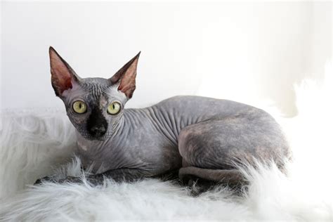 Sphynx Cat | Great Pet Care