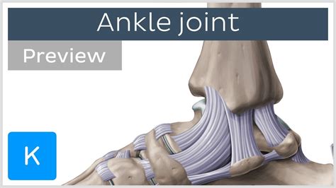 Ankle joint: bones and ligaments (preview) - Human Anatomy | Kenhub - YouTube