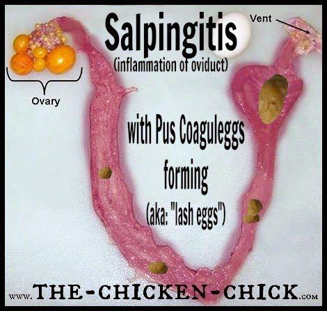 Salpingitis & Lash Eggs in Backyard Chickens: The Pus Coagulegg