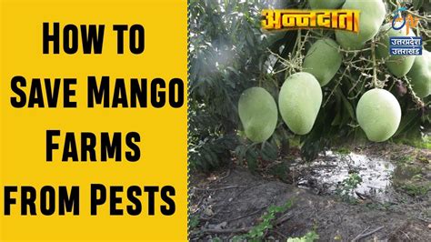 How to Save Mango Farms from Pests | Mango Farming Techniques ...