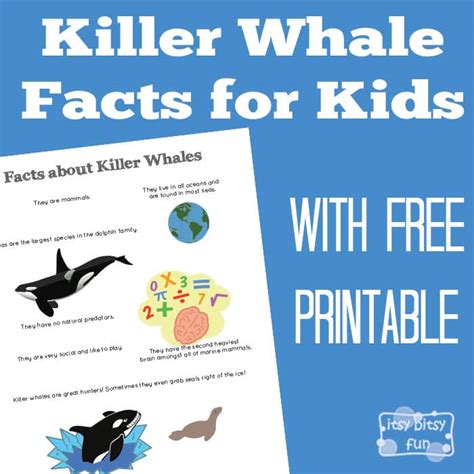 Killer Whale Facts for Kids - Itsy Bitsy Fun