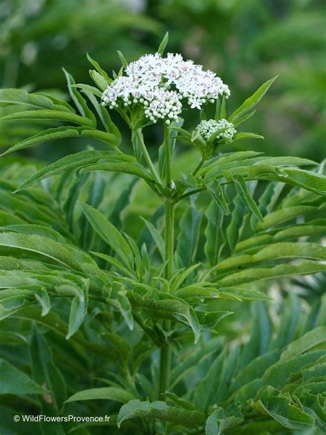 Sambucus ebulus - wild in Provence