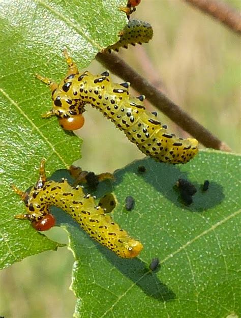 Zombie caterpillars – Eyes on the Wild