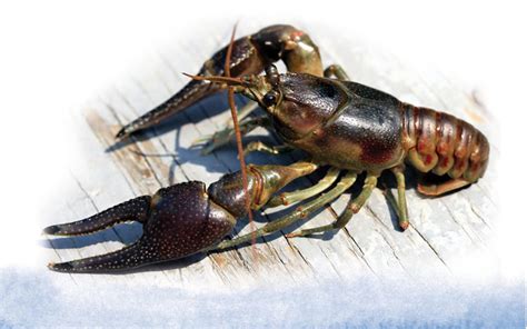 Rusty Crayfish - Aquatic Invasive species