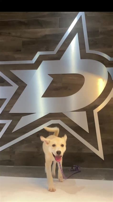 Dallas Stars on Twitter: "Up to things 🐕 https://t.co/BTtxrZ08fi" / Twitter