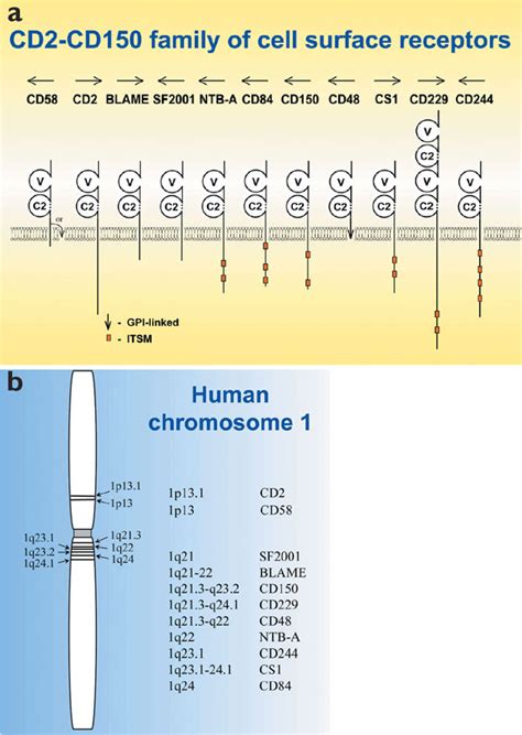 Structure and chromosomal location of CD2 family receptors.(a)... | Download Scientific Diagram