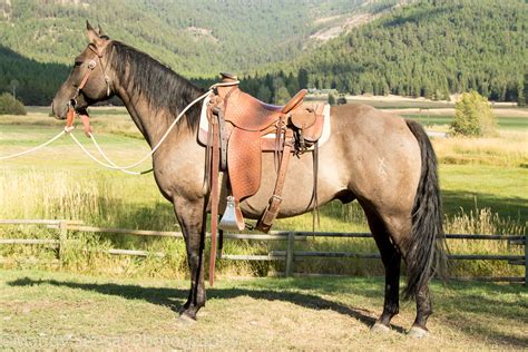 Ranch Horses | Montana Working Cattle Ranch - McGinnis Meadows Cattle ...