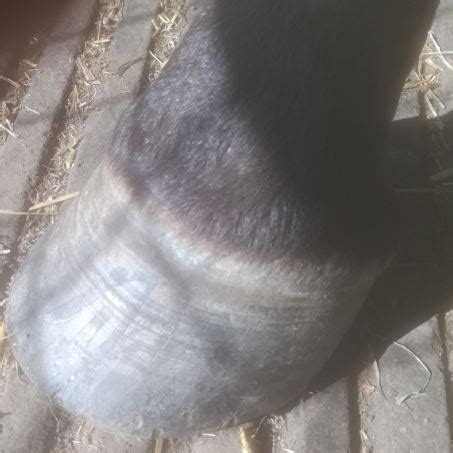 hoof wall - Nettex Equine