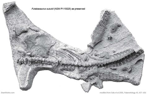 BrantWorks: Futabasaurus holotype