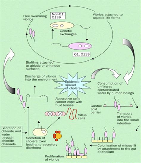 Vibrio Cholerae Diagram