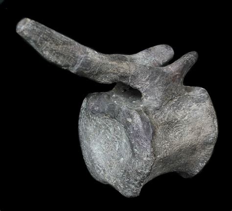 3.9" Hadrosaur Caudal Vertebrae With Process (#62894) For Sale - FossilEra.com