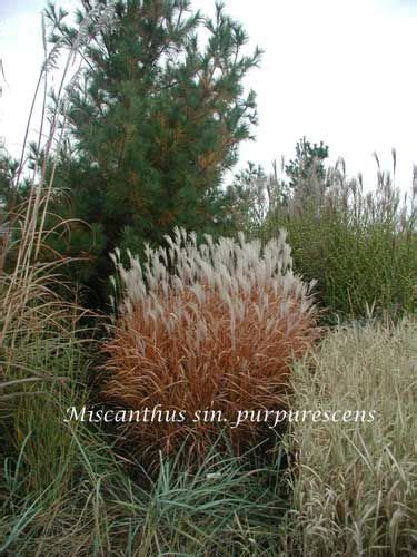 Purple Maiden Grass a.k.a. Flame Grass | Evergreen nursery, Broadleaf evergreen, Flowering shrubs