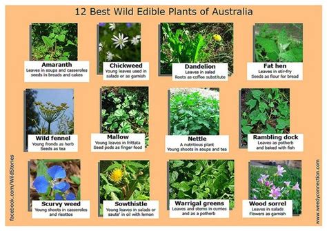 12 best edible wild plants of Australia | Edible wild plants, Plants in australia, Wild edibles