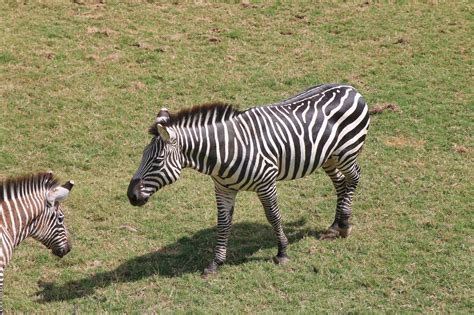 New African Savanna Exhibit Open at the Fort Worth Zoo - Oh, the Places We Travel!