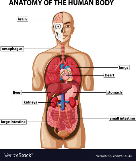 Diagram showing anatomy of human body with names Vector Image