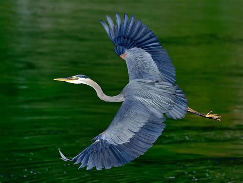 Pin by Doug Robinson on All Things Considered | Blue heron, Heron, Most beautiful birds