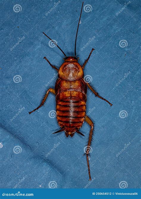 American Cockroach Nymph Identification