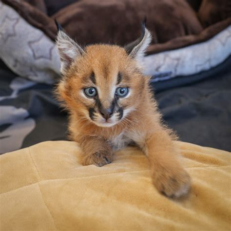 Caracal Kittens