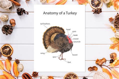 Thanksgiving Turkey Anatomy Printable Graphic by Larysa Zabrotskaya · Creative Fabrica