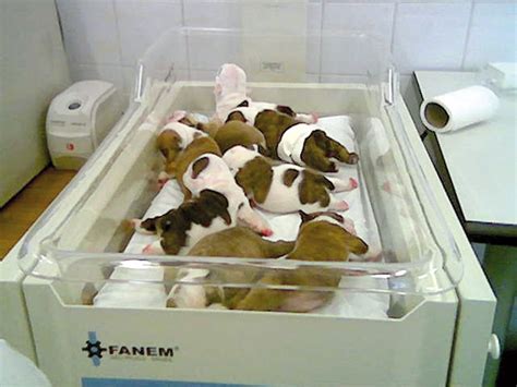 A Guide to Newborn Puppy Intensive Care - Vet Focus