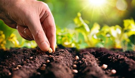 Best Food Plot Seed For Sandy Soil - A Farmers Guide To Bountiful Harvests - Days in Garden