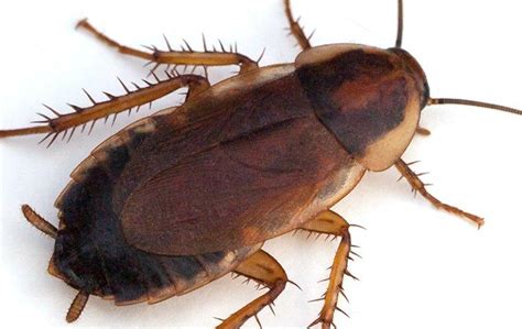 Effective American Cockroach Control In Salt Lake City