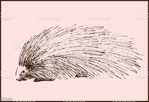 Porcupine Stock Illustration - Download Image Now - Animal, Animal Wildlife, Animals In The Wild ...